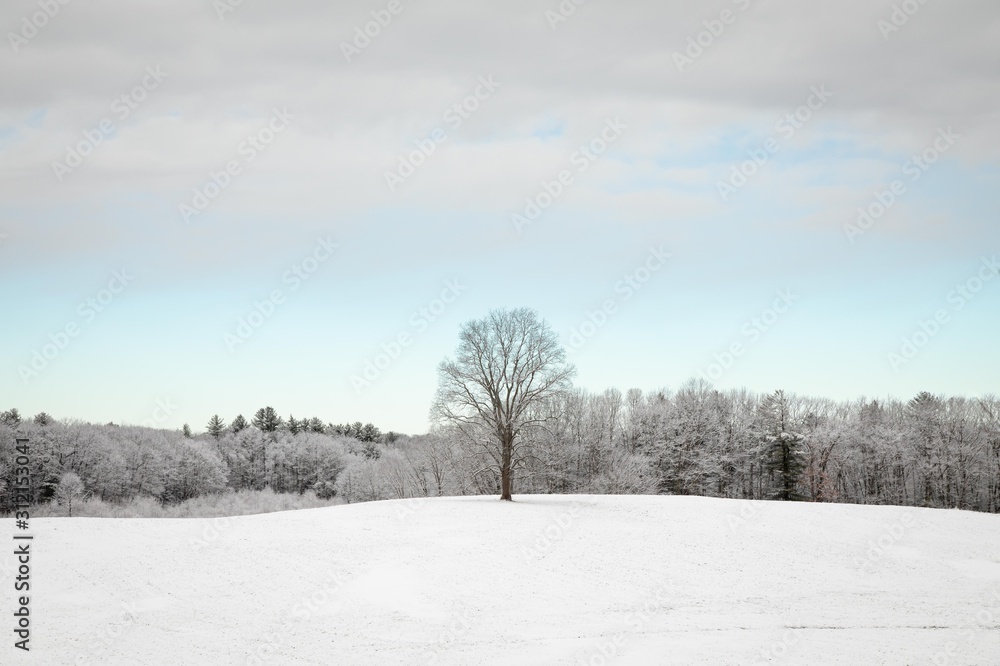 Fototapeta premium Tree In A Snow Field