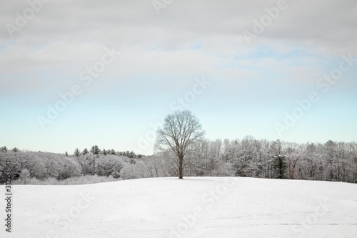 Tree In A Snow Field