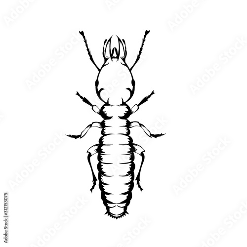 vector illustration of a termite  © dwi
