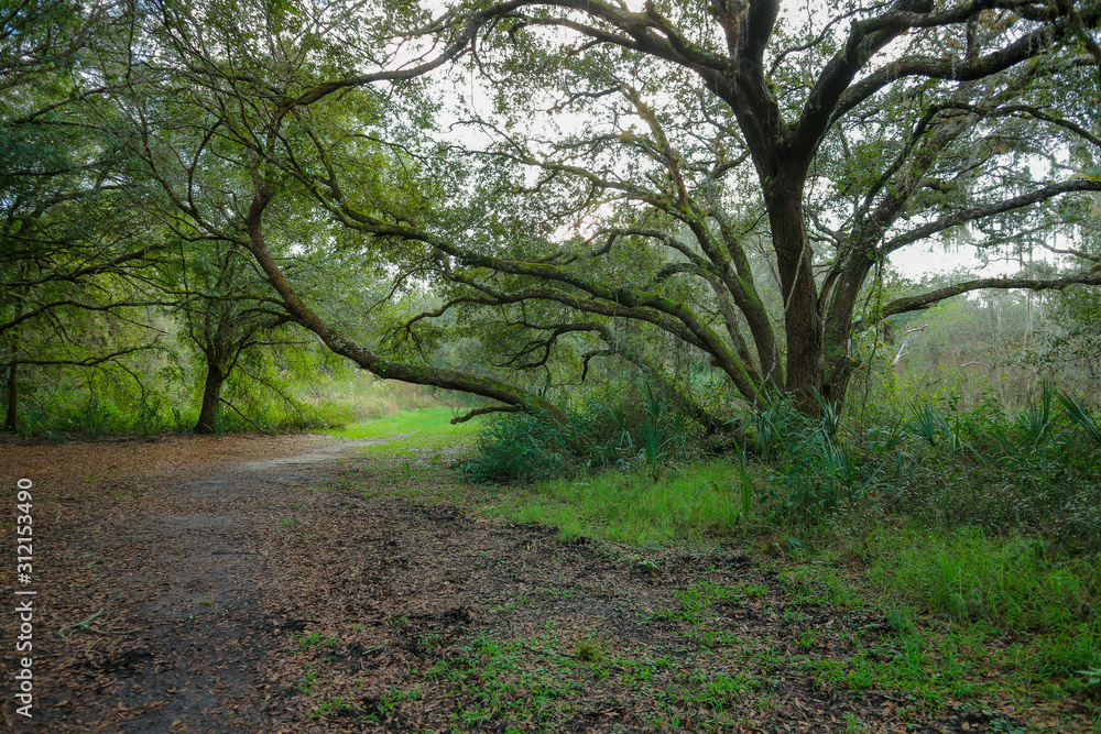 Naklejka premium path in the woods