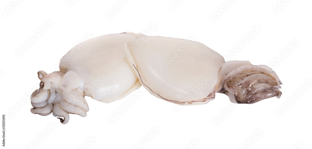 Fototapeta premium squid isolated on white background