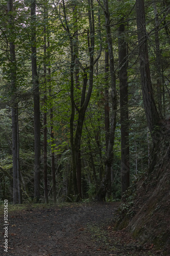 gravel path leading through a dense green forest © Taya