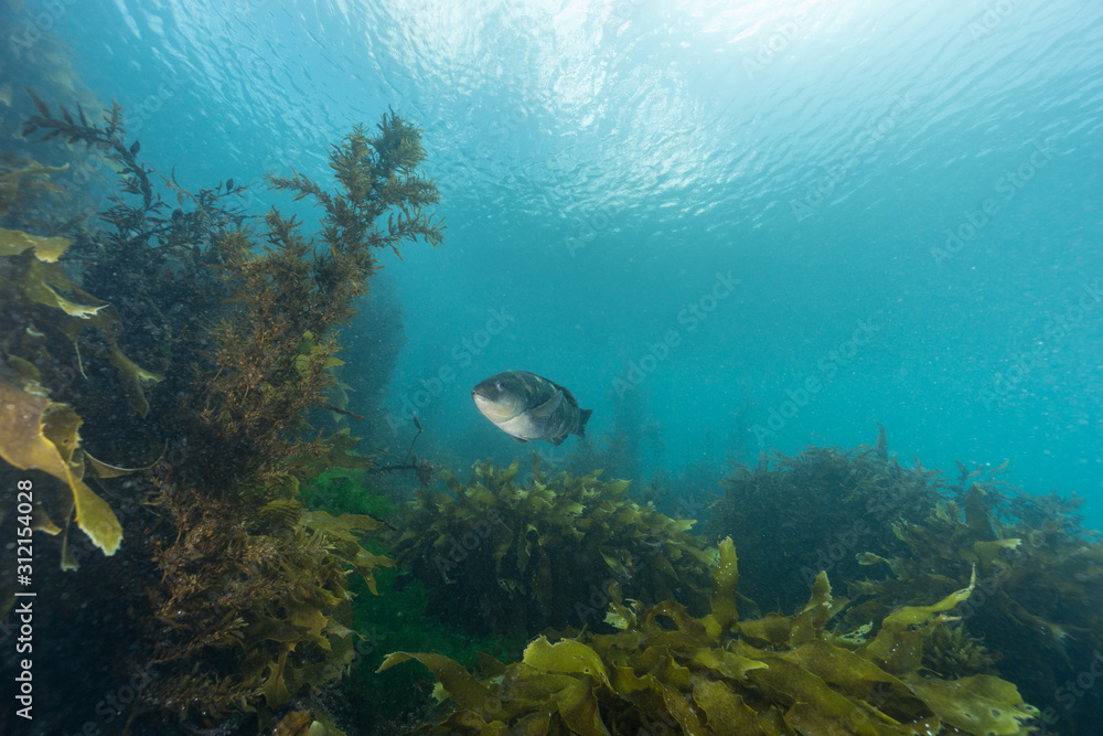 Obraz premium Purple wrasse, Notolabrus fucicola