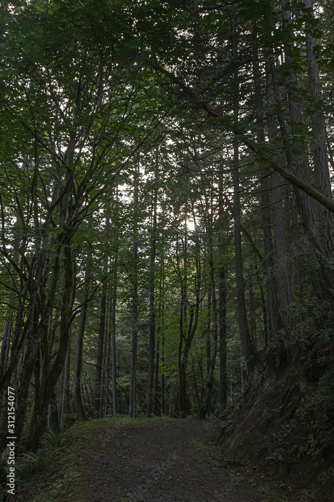 Fototapeta premium gravel path leading through a dense green forest