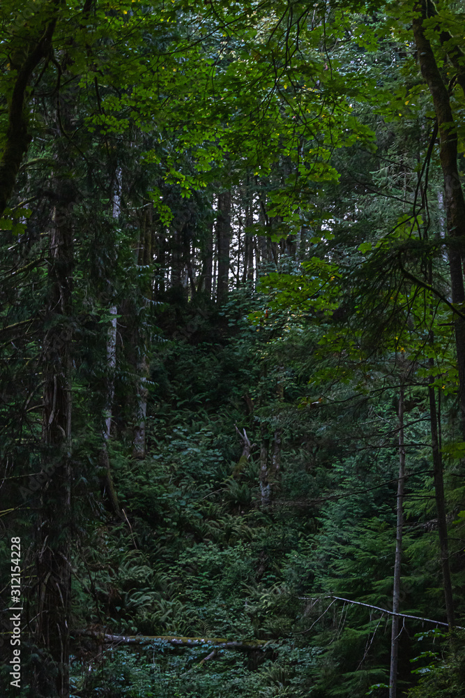 dark green forest covered in moss and ferns dark green forest covered in moss and ferns