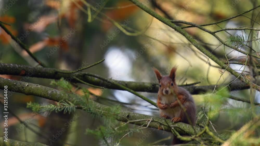 Red squirrel (Sciurus vulgaris) in the forest on the ground. Looking for food and eating. Close-up portrait. Red squirrel (Sciurus vulgaris) in the forest on the ground. Looking for food and eating. Close-up portrait.