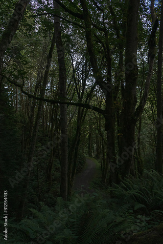 dark green forest covered in moss and ferns