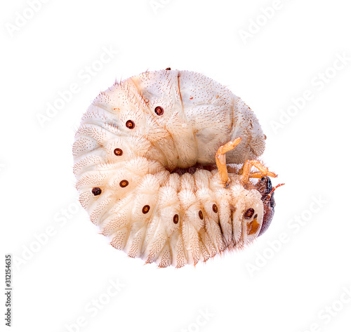Image of grub worms, Coconut rhinoceros beetle (Oryctes rhinoceros), Larva on white background