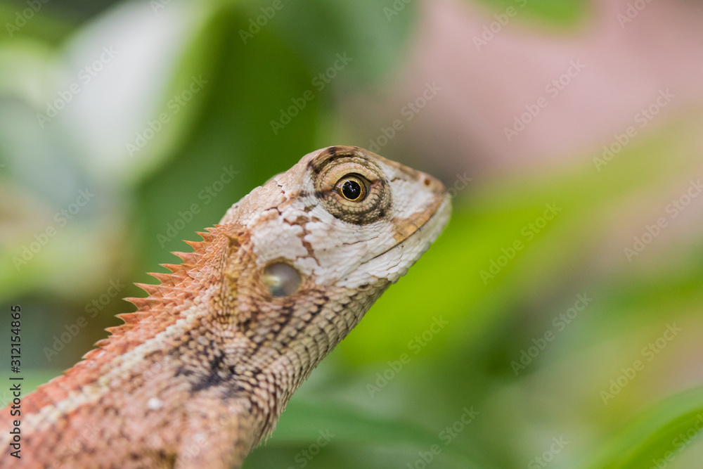 Close Up of a Oriental Garden Lizard Close Up of a Oriental Garden Lizard
