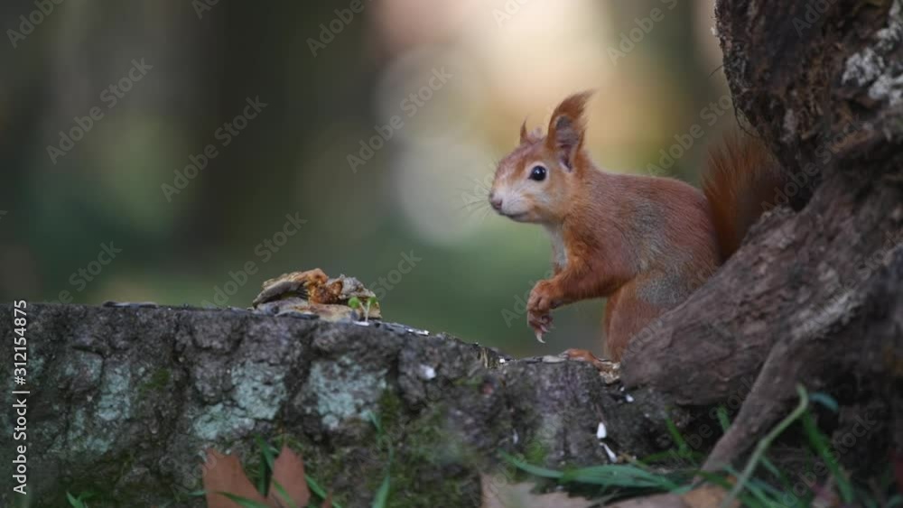 Red squirrel (Sciurus vulgaris) in the forest on the ground. Looking for food and eating. Close-up portrait. Red squirrel (Sciurus vulgaris) in the forest on the ground. Looking for food and eating. Close-up portrait.