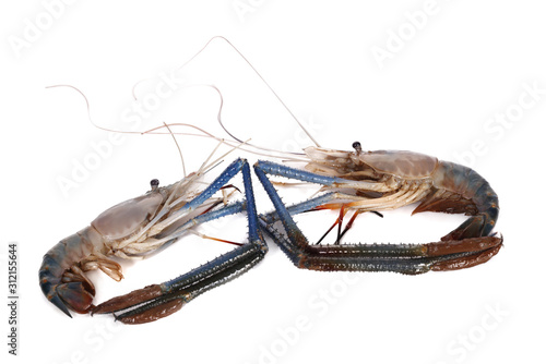 shrimp isolated on white background photo
