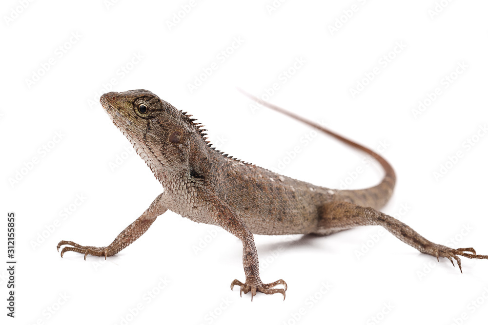 Lacertilia (Sauria) on white background Lacertilia (Sauria) on white background