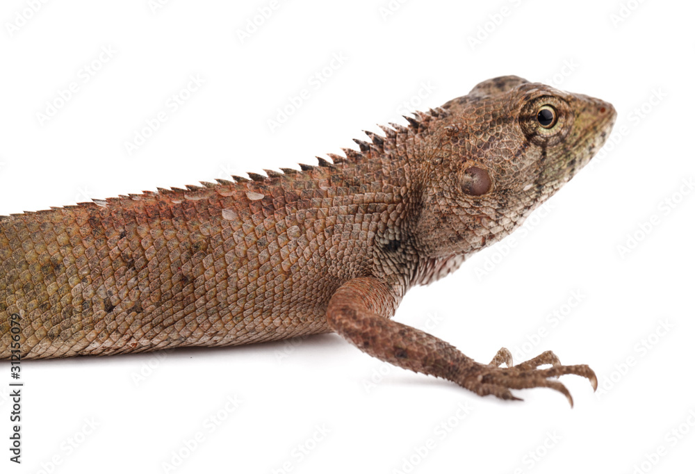 Fototapeta premium Lacertilia (Sauria) on white background