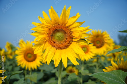 Portrait of a sunflower in the field..