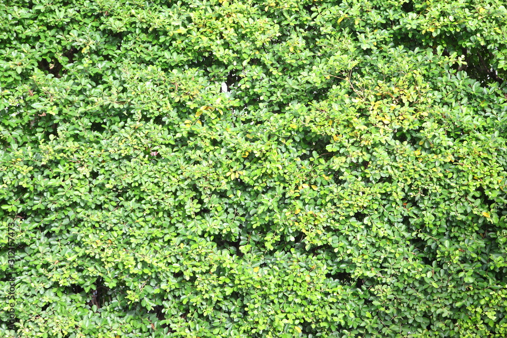 Green leaves wall background 