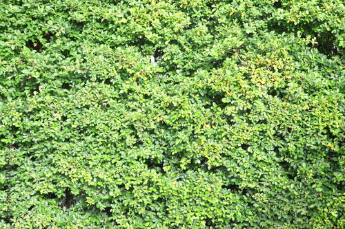Wallpaper Mural Green leaves wall background  Torontodigital.ca