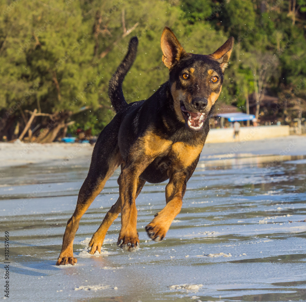 A young brown dog is running at the beach A young brown dog is running at the beach