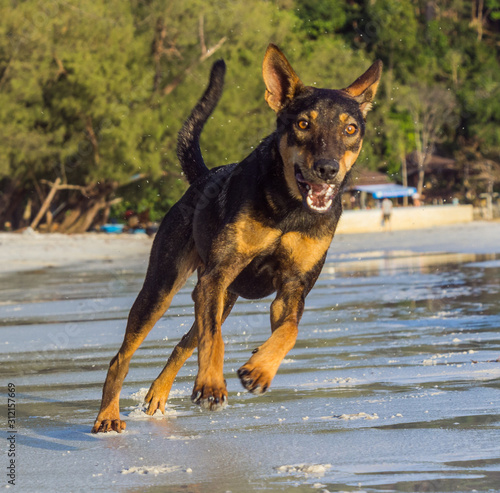 A young brown dog is running at the beach