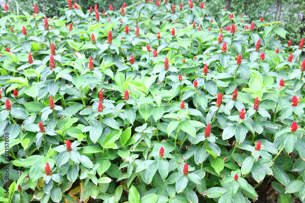 Ginger flower. The scientific name (costus speciosus) 