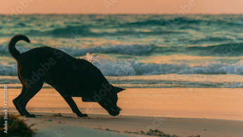 A dog is playing on the beach at sunrise