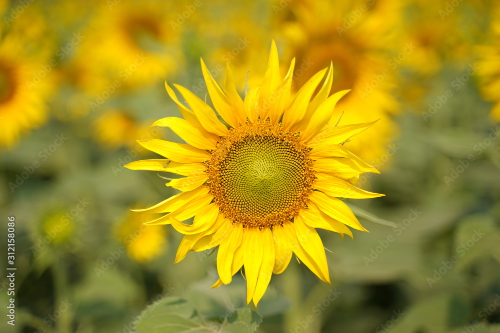 Portrait of a sunflower in the field.. Portrait of a sunflower in the field..