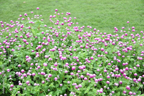 Globe amaranth or Gomphrena globosa flower in the garden 