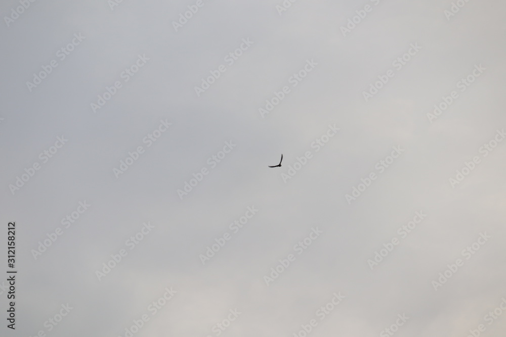 BIRD FLYING IN THE SKY BIRD FLYING IN THE SKY
