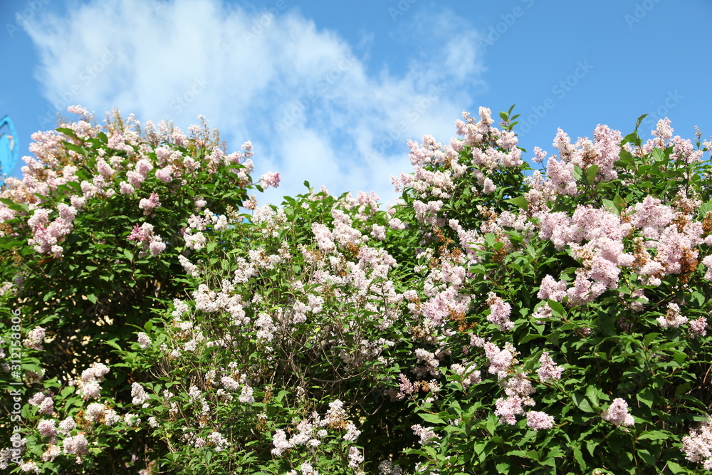 Beautiful Thorel's Crape Myrtle flowers on blue sky 