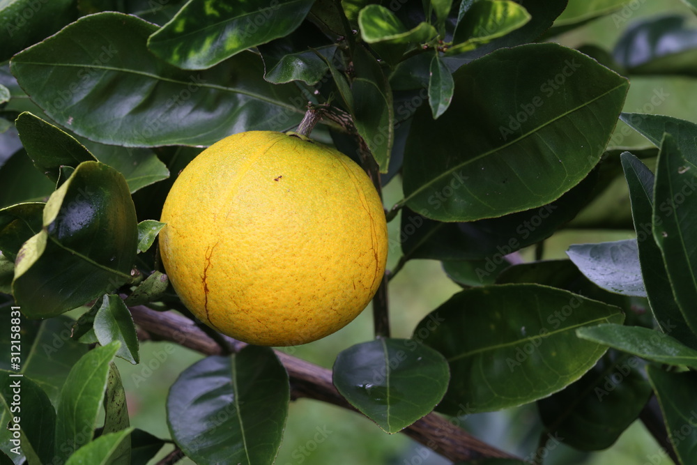 Organic grapefruit on tree