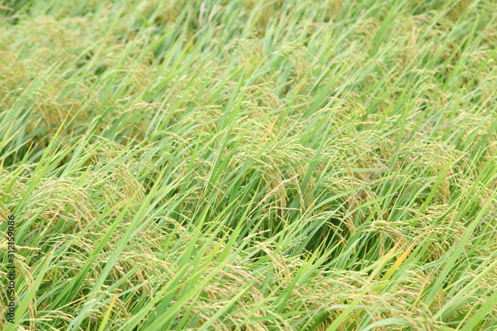 The beautiful landscape of rice fields in Thailand. The beautiful landscape of rice fields in Thailand.