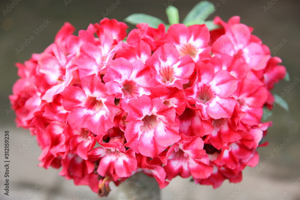 Red bigonia flowers blooming in garden Red bigonia flowers blooming in garden