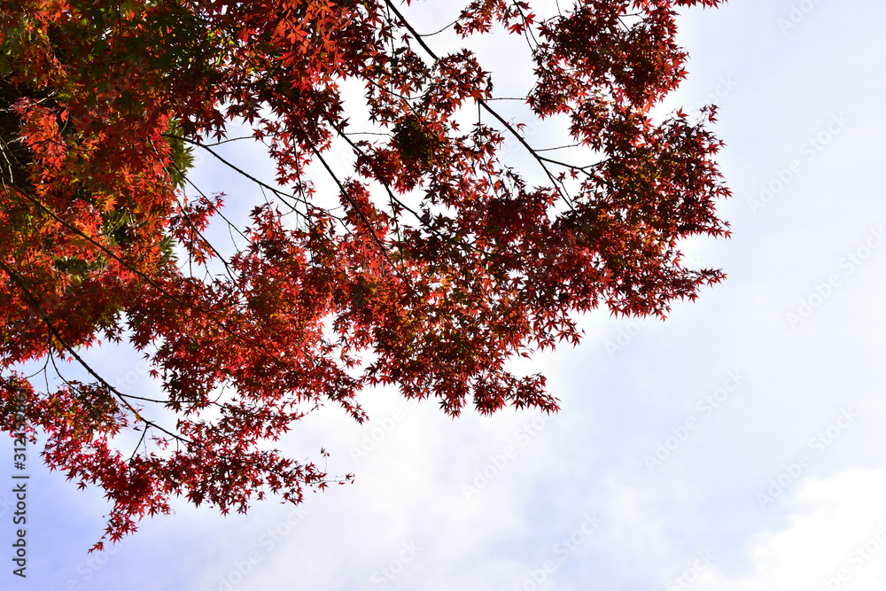 紅葉 紅葉