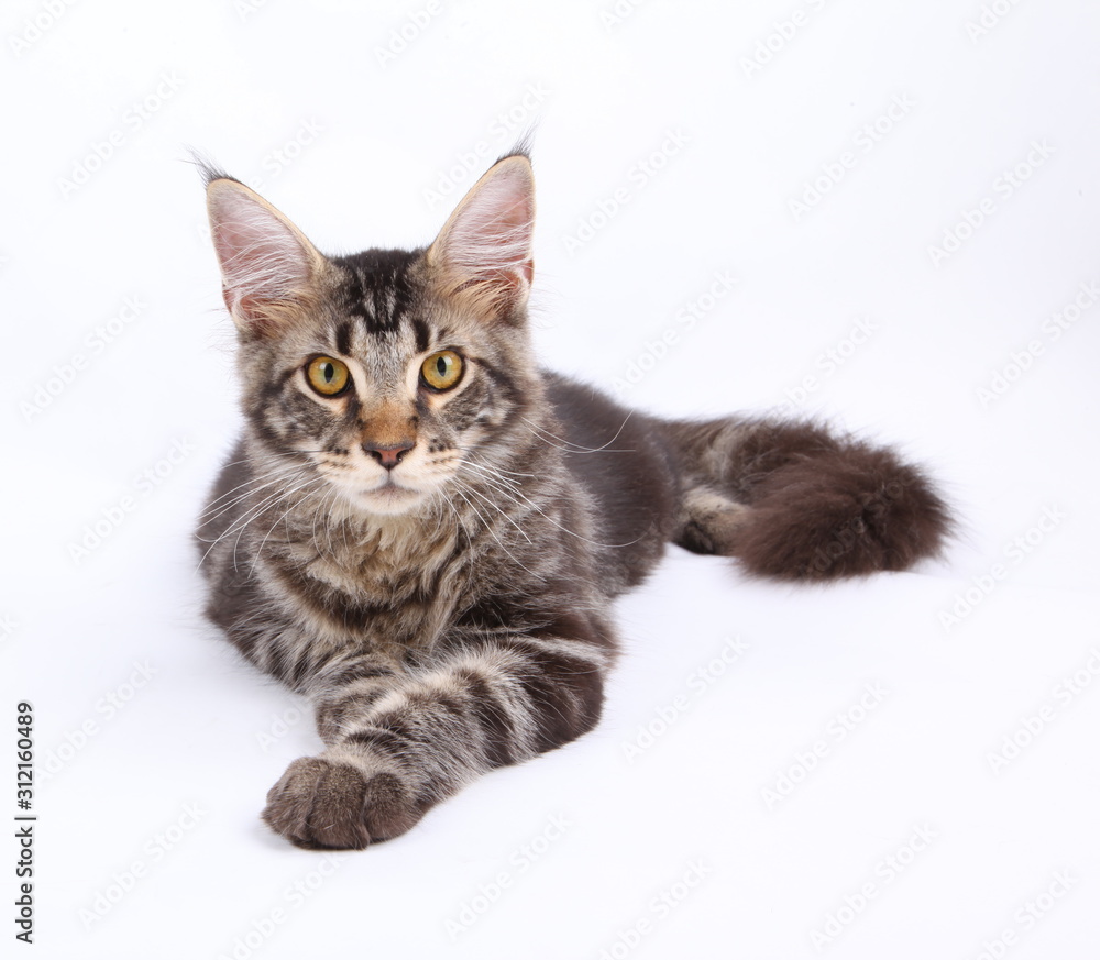 Maine Coon cat, 6 months old, laying in front of white background Maine Coon cat, 6 months old, laying in front of white background