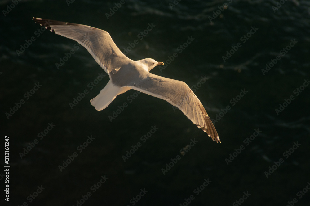 Fototapeta premium seagull