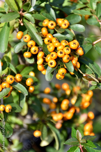 Wallpaper Mural ピラカンサ Torontodigital.ca