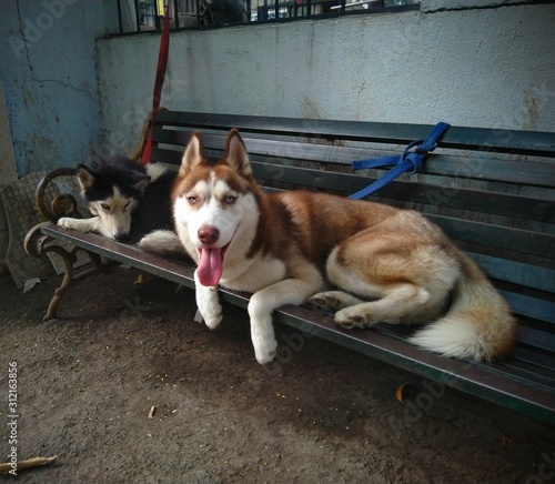 Siberian husky dog