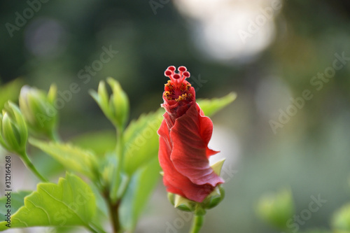 ハイビスカスのつぼみ