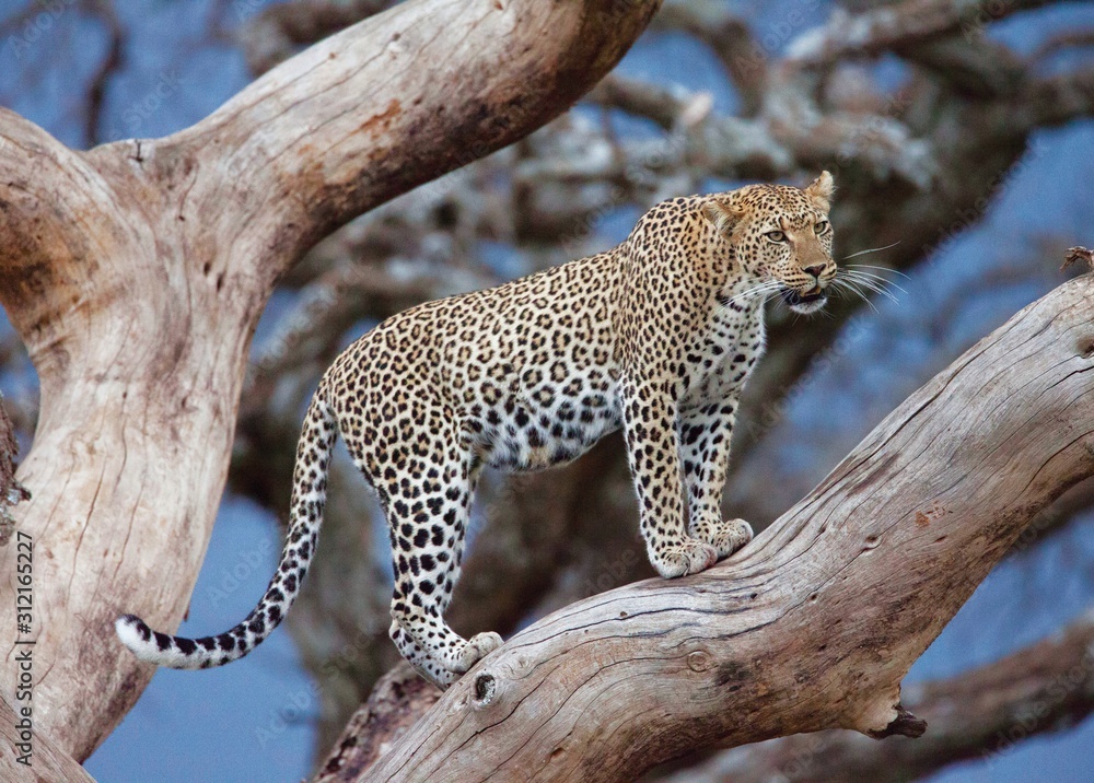 Fototapeta premium leopard in tree Afirican
