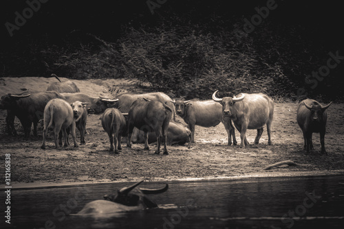bulls on a river