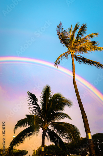 palm trees on the beach at sunset