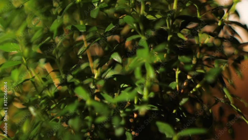 close up macro slow motion shot of green leaves o small desk plant close up macro slow motion shot of green leaves o small desk plant