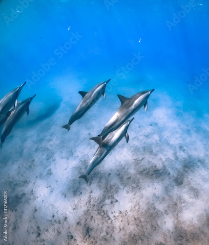 Sea Creatures