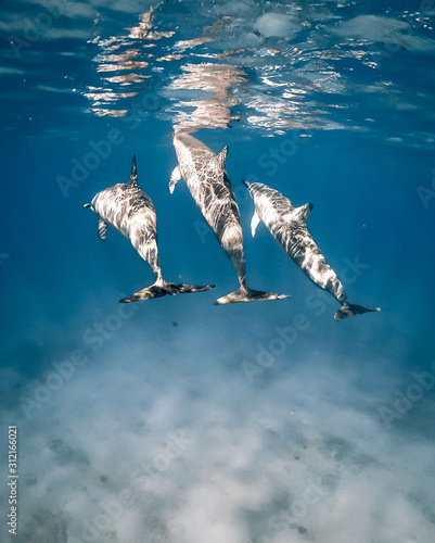 pelicans in flight