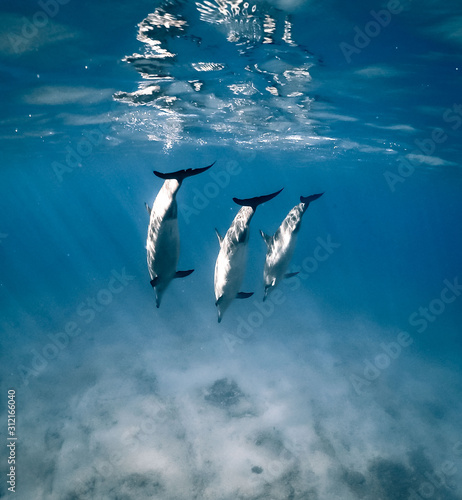 Nosedive