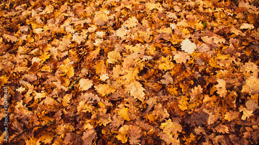 Autumnal Background whit Brown Leaves on the ground. Autumnal Background whit Brown Leaves on the ground.