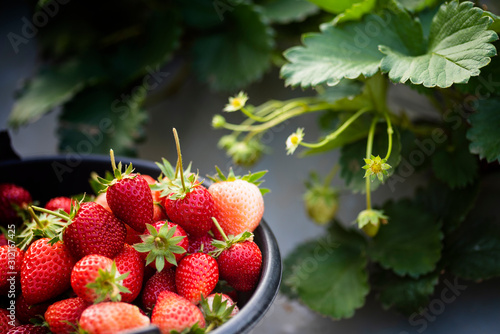 Fresh red strawberries in a black container