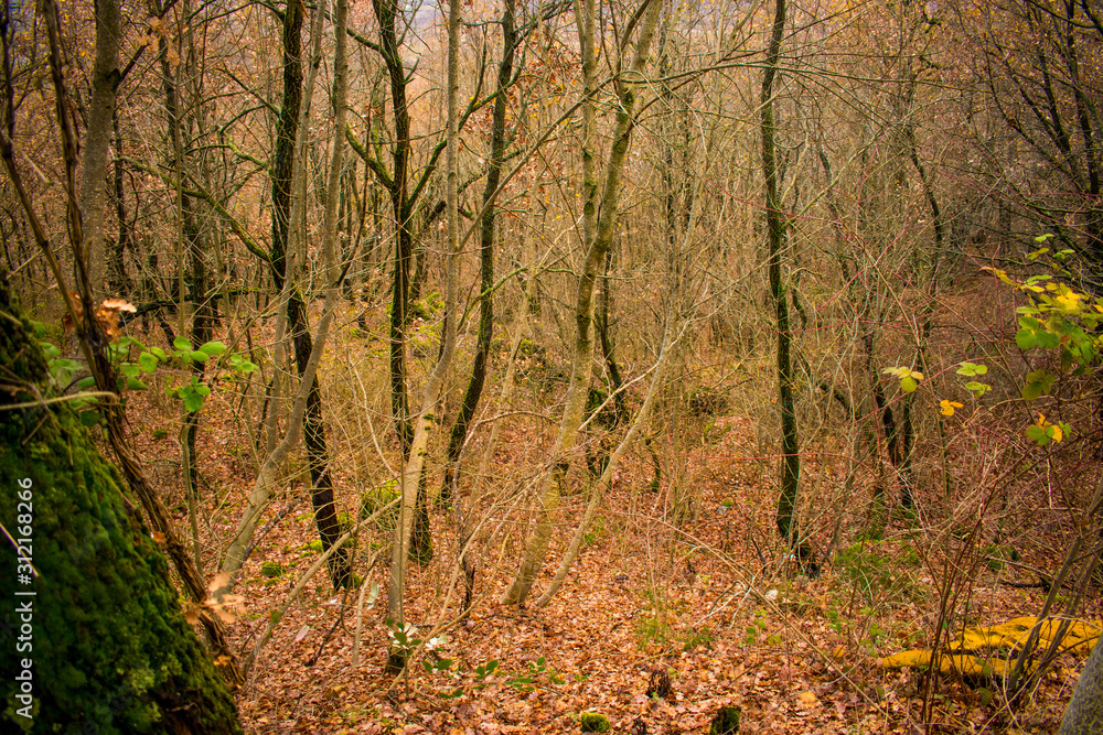 Autumn landscape in the meddle of the forest whit dry trees and brown leaves on the ground. Autumn landscape in the meddle of the forest whit dry trees and brown leaves on the ground.