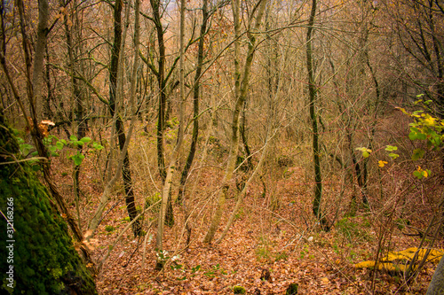 Autumn landscape in the meddle of the forest whit dry trees and brown leaves on the ground.