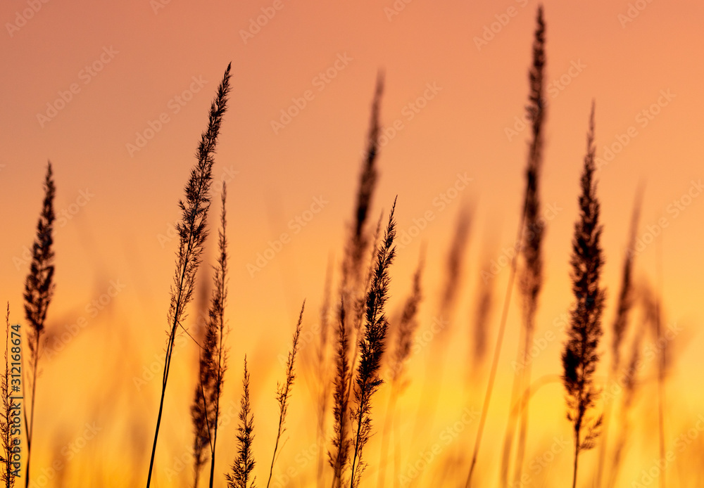 Silhouettes of dry grass on a sunset background