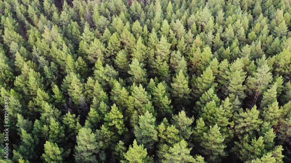 Flight over pine forest in summer Flight over pine forest in summer